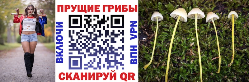 наркошоп  mega маркетплейс  Псилоцибиновые грибы GOLDEN TEACHER  Туапсе 
