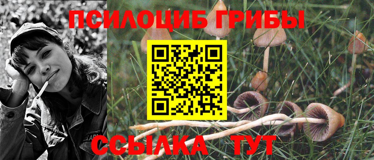 Галлюциногенные грибы Psilocybine cubensis Туапсе